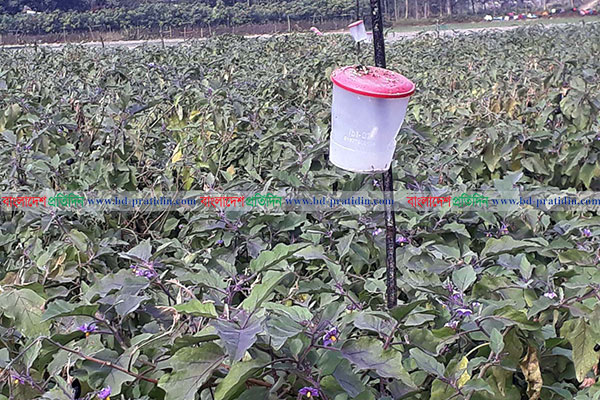 কীটনাশক ছাড়াই বিশেষ পদ্ধতিতে বেগুন চাষে সফলতা 