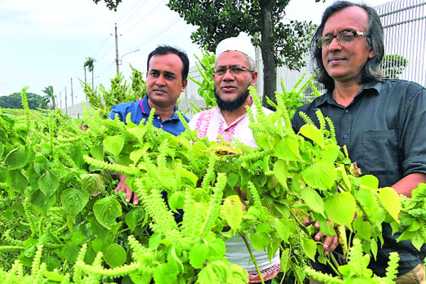ভোজ্যতেলের নতুন সম্ভাবনা পেরিলা