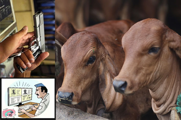 গরুর খামারে কম্বল দান করলেই মিলবে বন্দুকের লাইসেন্স!