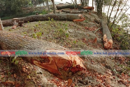 গলাচিপায় ২ লক্ষাধিক টাকার সরকারি গাছ কাটার অভিযোগে মামলা
