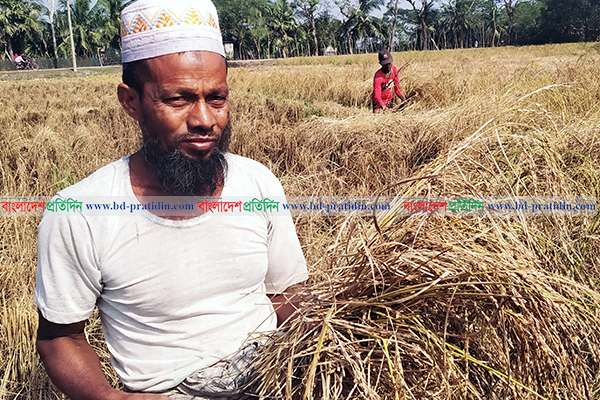 মোরেলগঞ্জে পোকার আক্রমণে বিস্তীর্ণ জমির ধান নষ্ট, কৃষকের মাথায় হাত