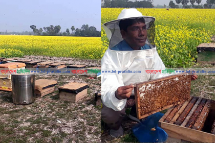 মাঠে মাঠে হলুদের সমারোহ, নওগাঁয় মধু সংগ্রহে ব্যস্ত মৌ-খামারিরা