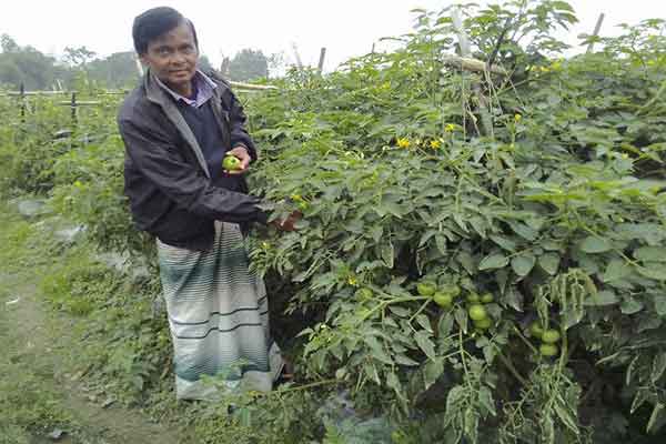 ব্রাহ্মণবাড়িয়ায় সবজি চাষে স্বাবলম্বী কৃষক মহিউদ্দিন