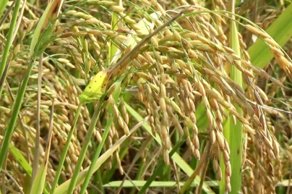 নওগাঁয় 'কৃষকের অ্যাপে' ধান সংগ্রহ শুরু