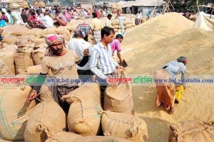 প্রতি মণ ধানে লোকসান ২শ’ টাকা, হতাশ কৃষক