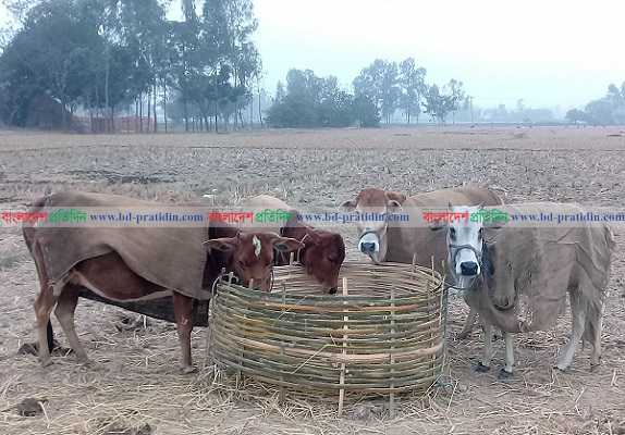 হিমেল হাওয়ায় কাহিল উত্তরাঞ্চলের মানুষ-গবাদীপশু