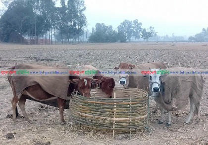 হিমেল হাওয়ায় কাহিল উত্তরাঞ্চলের মানুষ-গবাদীপশু