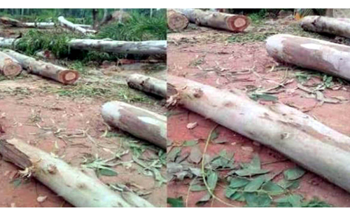 পূর্বশত্রুতার জের ধরে গাছ কেটে ক্ষোভ প্রকাশ