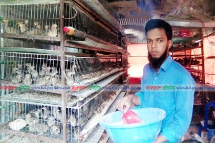 কোয়েল পাখি পালন করে সফল আদমদীঘির আতিকুল