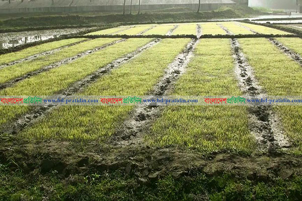 শৈত্যপ্রবাহের প্রভাব বীজতলায়