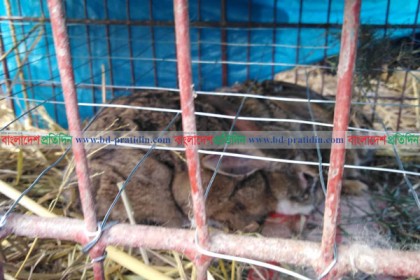 পঞ্চগড়ে খরগোশ ধরায় ২৩ জনকে জরিমানা