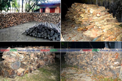 লামায় বন বিভাগের অভিযানে ১৬শ’ ঘনফুট লাকড়ি জব্দ