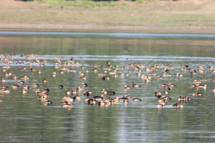 রামরাই দীঘি পাখির স্বর্গরাজ্য 