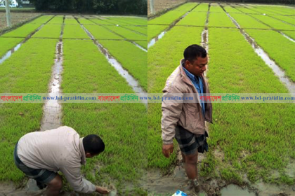 দিনাজপুরের কৃষকরা ঝুঁকেছে আদর্শ বীজতলা তৈরিতে