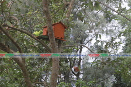 ভিক্টোরিয়ার গাছে গাছে পাখির বাড়ি !
