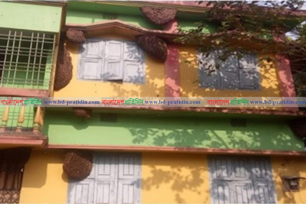 বাড়িতে ২০টি মৌচাক, মধুর পরিমাণ ৪ মণ 