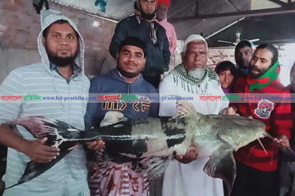 জেলের জালে ধরা পড়ল একমণ ওজনের বাঘাইড় মাছ