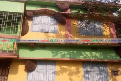 বাড়িতে ২০টি মৌচাক, মধুর পরিমাণ ৪ মণ 