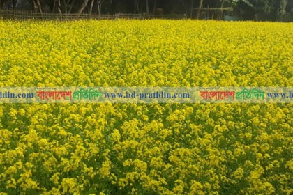 চাঁপাইনবাবগঞ্জে রেকর্ড পরিমাণ সরিষা চাষ 