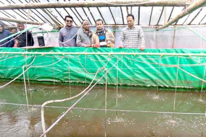 দিনাজপুরে উদ্ভাবনী পদ্ধতি ব্যবহার করে ৫ মাছ চাষীর সফলতা  