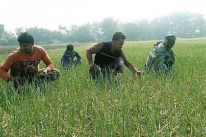 নাটোরের রসুন কমাবে আমদানি নির্ভরতা!