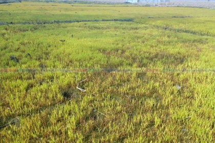 শৈত্যপ্রবাহ ও ইট ভাটার ছাইয়ে ঝলসে যাচ্ছে চারা, বিপাকে ঠাকুরগাঁওয়ের চাষিরা