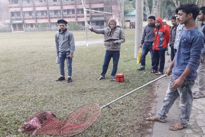 জলাতঙ্ক নির্মূলে পাথরঘাটায় ৩ হাজার কুকুরকে টিকা