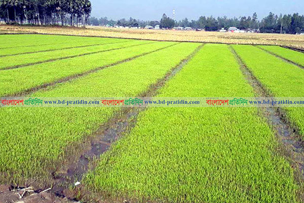 বগুড়ায় ঘন কুয়াশায় বোরোর বীজতলা নিয়ে চিন্তিত চাষিরা 