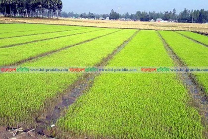 বগুড়ায় ঘন কুয়াশায় বোরোর বীজতলা নিয়ে চিন্তিত চাষিরা 