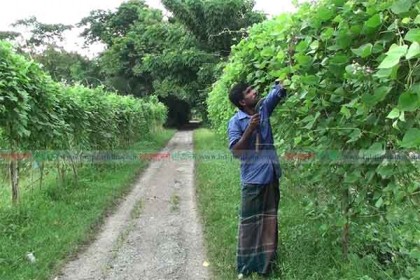 সরকারি রাস্তার দু’পাশের জমিতে শিম চাষে লাভবান চাষিরা