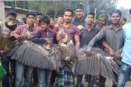 বিরলে বিরল প্রজাতির শকুন উদ্ধার