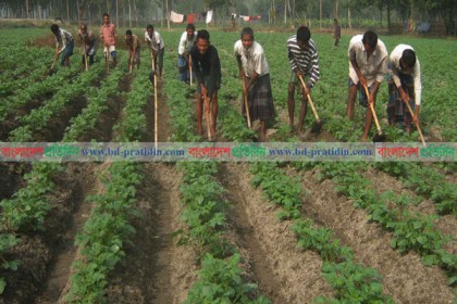আলু ক্ষেতে লেট ব্রাইট রোগ, ​বিপাকে চাষি