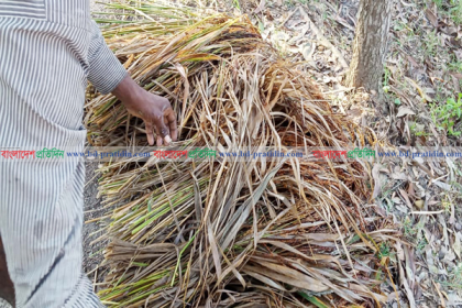 নিম্নাঞ্চল প্লাবিত হওয়ায় পাকা আমন ধানের ক্ষতি