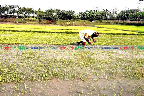 বৈরী আবহাওয়ায় ক্ষতিগ্রস্ত ধানের বীজতলা