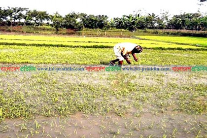বৈরী আবহাওয়ায় ক্ষতিগ্রস্ত ধানের বীজতলা