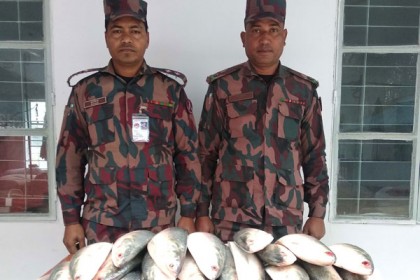 হিলি সীমান্তে ইলিশ মাছ উদ্ধার