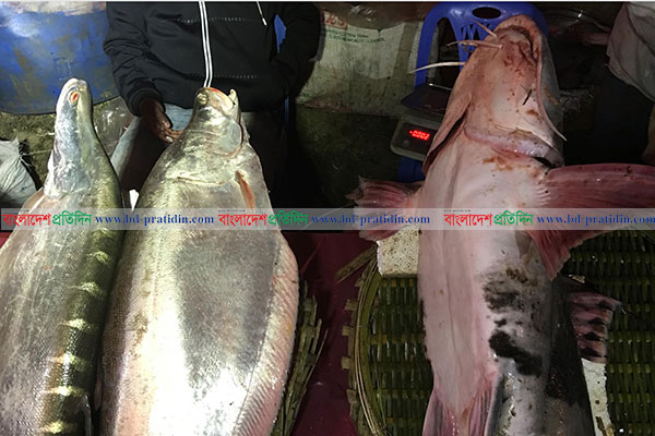 শেরপুরে ঐতিহ্যবাহী মাছ মেলায় উৎসবের আমেজ