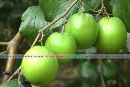 পাহাড়ে বাউকুলের বাম্পার ফলন