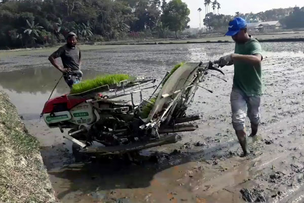 নেত্রকোনায় ধানের চারা রোপণে যন্ত্রের ব্যবহার