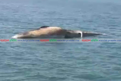 সেন্টমার্টিনে ভাসছে মৃত তিমি
