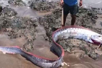 ‘সমুদ্রের দূত’ উঠে এলো ডাঙায়, জাপানে সুনামি আতঙ্ক