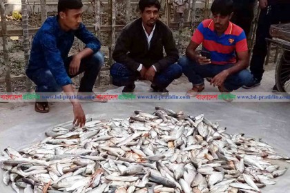 বাগেরহাটে দুটি মাছের খামারে বিষ প্রয়োগ  