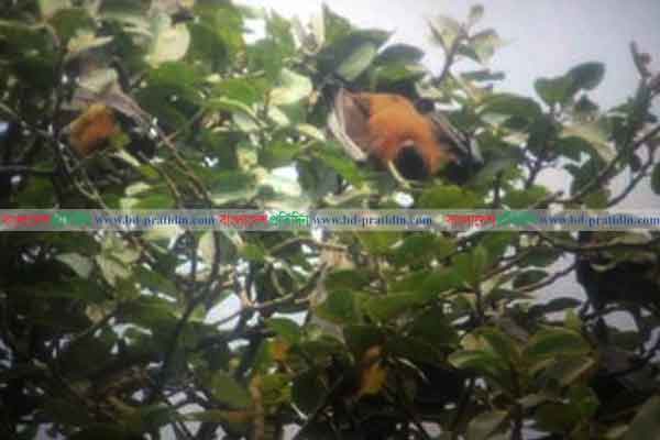 মাসিমপুরের শতবর্ষীয় বট-পাকুড় গাছগুলো যেন বাদুড়ের অভয়ারণ্য
