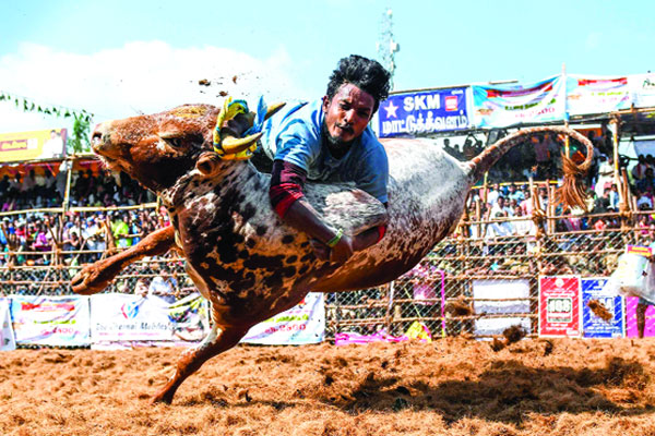 ক্ষ্যাপা ষাঁড়কে নিয়ন্ত্রণের খেলা