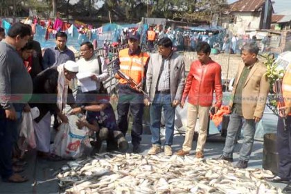 বরিশালে ট্রলার বোঝাই ৫০ মণ জাটকা আটক