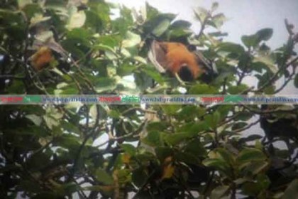 মাসিমপুরের শতবর্ষীয় বট-পাকুড় গাছগুলো যেন বাদুড়ের অভয়ারণ্য