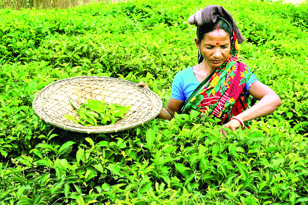 চা উৎপাদনে ভাঙল ১৬৫ বছরের রেকর্ড