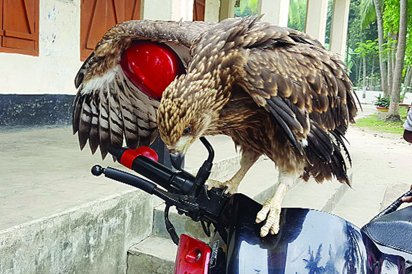 লোকালয়ে হুতুম পেঁচা