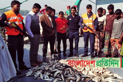 মোরেলগঞ্জে ৩ মণ জাটকাসহ ট্রলার আটক