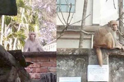 রংপুরে ঘুরছে ক্ষুধার্ত বানর, আতঙ্কিত নগরবাসী